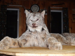Lynx du territoire