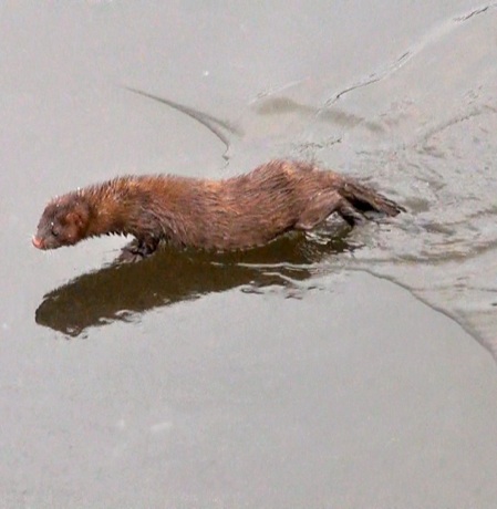 Vison traversant la glace